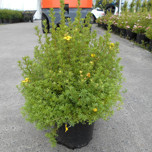 Potentilla fruticosa Bella Lindsey ('Hendlin')